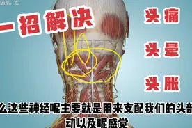 颈椎里边最重要的肌肉，枕后酸痛，头部不舒服，来了解一下。视频封面