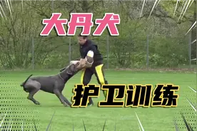 131-大丹犬IPO护卫训练视频封面