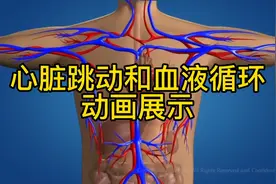 心脏跳动和血液循环系统高清动画展示，值得收藏！视频封面