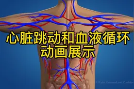 心脏跳动和血液循环系统高清动画展示，值得收藏！