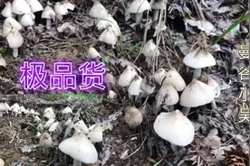 只要起得早，鸡枞少不了！小吴凌晨五点上山找鸡纵，收获满满！