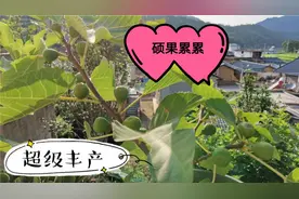 科学使用磷酸二氢钾，让无花果结果吃不完，你学会了吗视频封面