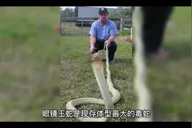 眼镜王蛇单挑科莫多巨蜥，谁才是战斗力最强的有毒爬行动物？视频封面