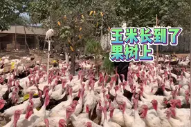 农村小伙养殖火鸡出奇招，把玉米挂满果树来喂鸡，快来看看为什么视频封面