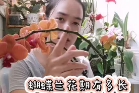 蝴蝶兰花期六个月，这样做蝴蝶兰可以持续长花苞，延长花期靠温差视频封面