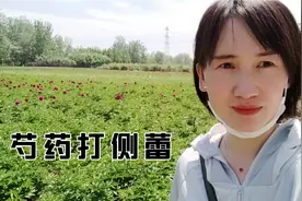 想让芍药开花大可以提前打侧蕾，看看我们的两年苗芍药长势怎么样视频封面