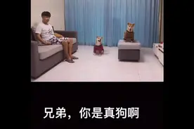 兄弟，你是真狗啊