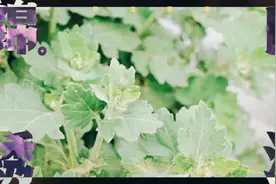 白菊花治高血压法视频封面