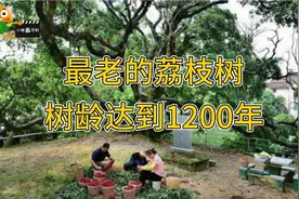 最老的荔枝树，树龄达到1200年