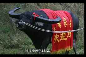 周公解梦之梦见牛（一）视频封面