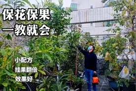 果树最好用的“保花保果”小配方，只需喷一喷，挂果翻倍、效果好视频封面