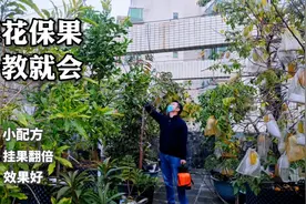 果树最好用的“保花保果”小配方，只需喷一喷，挂果翻倍、效果好视频封面