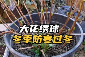 大花绣球北方露天如何熬过冬天？最低能耐多少度低温？怎么做防护视频封面