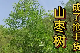 山枣树“酸枣树”原来也有这么多厉害用途，而且售价还不便宜视频封面
