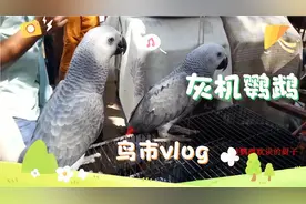 中东鸟市下，遇到灰机葵花却没有金刚，大型鹦鹉售价也不便宜！视频封面