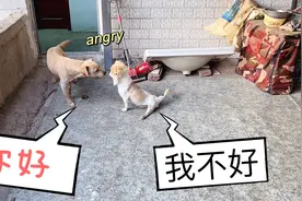 疫情原因不能出门，善良笨笨狗上来看望残疾的毛豆，最后伤心而归视频封面