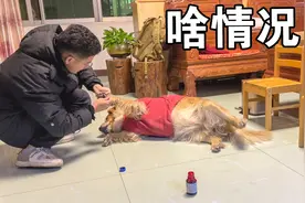 一起旅行多年的狗狗，腿突然瘸了，把小两口心疼坏了视频封面