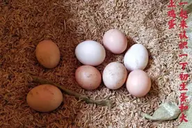 有多少人知道初生蛋的营养价值，以及和老土鸡的蛋有什么区别视频封面