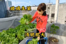 想要种好玻璃生菜不难，移苗后肥水足30天能采收，嫩绿产量高