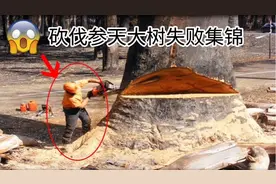 砍伐参天大树失败集锦，砍伐树木是技术活，需要专业人员合规操作