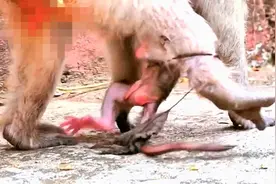 老母猴产崽后宝宝脐带被缠在腿上！视频封面