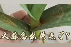 别人的大蒜都好好的，我的大蒜怎么出现黄点了？
