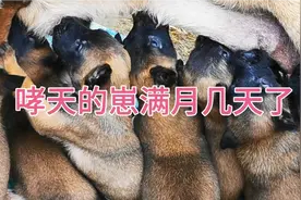 狗崽满月几天了在过十几天可以出窝了！喜欢的可以私（我包教训练视频封面