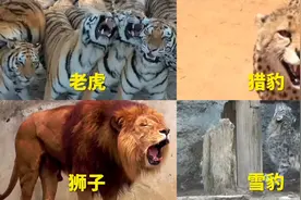 不同猫科动物的真实叫声，老虎叫声有多凶猛？