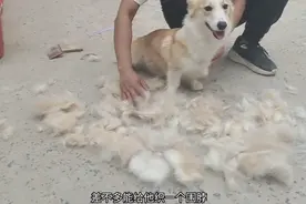 换毛季的柯基掉毛究竟有多严重？看完这个视频你就明白了视频封面