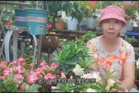 五盆烂根的沙漠玫瑰全部成活开花，想知道我是怎样做到的吗？视频封面