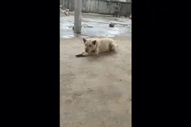 下司种公出，17876074498视频封面
