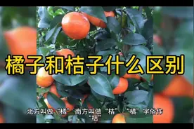 橘子和桔子什么区别？视频封面