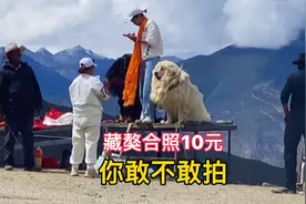 在西藏自驾游，看到路边白色藏獒，合照一次10元，你敢拍吗？视频封面