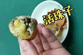一分钟带你了解“活珠子”视频封面