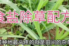食盐除草无污染配方视频封面