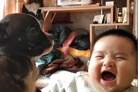 让法斗小黑看孩子，小黑哭诉，不想看了。视频封面