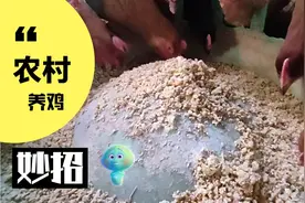 养鸡妙招：大蒜加辣椒-健胃消食，还有抗菌消炎驱虫的功效。