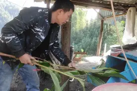 一人养百头熟食猪是如何做到的？养半年才50斤的猪该怎样赚钱？