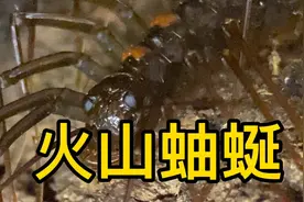 #爬虫 #火山蚰蜒 多生活在房屋内外的阴暗潮湿处，捕食蚊蛾等动物视频封面