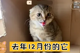 收养流浪猫第124天，它对我又凶又打被罚禁食一天，饿的它哇哇叫视频封面
