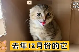 收养流浪猫第124天，它对我又凶又打被罚禁食一天，饿的它哇哇叫视频封面