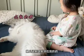 超懂事布偶猫不忍心看小主人断奶哭闹，竟然想给小主人喂奶（上）视频封面