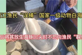 浙江渔民误捕国家一级保护动物白海豚，随后将其放生视频封面