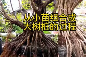 小树苗通过多次组合合栽变成大树桩，可以节省盆景成型时间哦视频封面