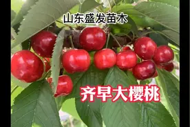齐早樱桃苗品种特性讲解-最早熟樱桃品种，市场价值高。视频封面