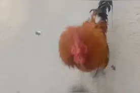 八七级危险吗发过来我抢一抢，拜拜了，明媚视频封面