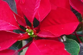 一品红这样养护，一年四季红彤彤，养护技巧看看吧！视频封面