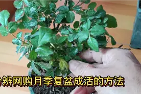 网购月季上盆移栽后用什么方法确定已服盆成功视频封面