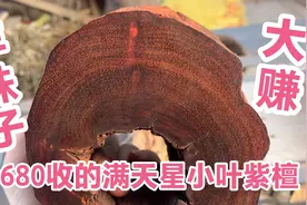 小伙1680收的满天星小叶紫檀老泥料车珠子，这波赚到了！视频封面