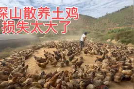 2500只鸡放养在200亩的深山里，今天算了一下成活率，损失太大了视频封面